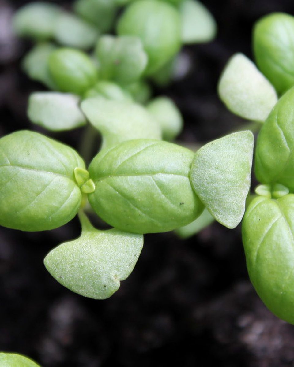 Plántulas de albahaca con cotiledones y primeras hojas verdes