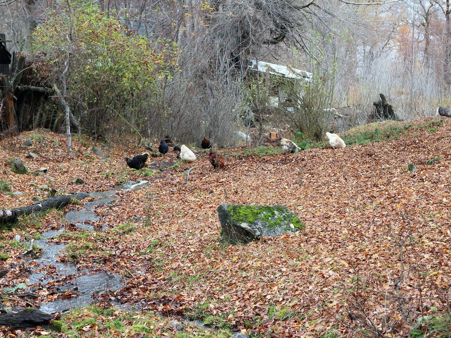 Gallinas de traspatio picoteando forraje verde en el suelo