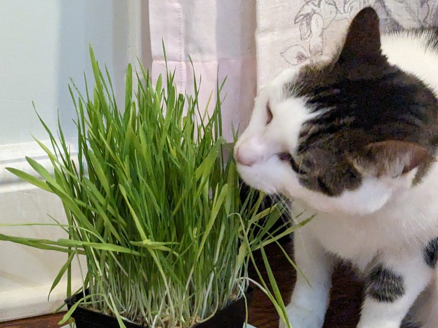 Gato mordisqueando una charola de pasto de trigo y avena germinados