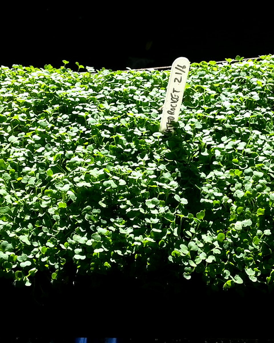 Charola de microgreens de arúgula o rúcula lista para cosechar