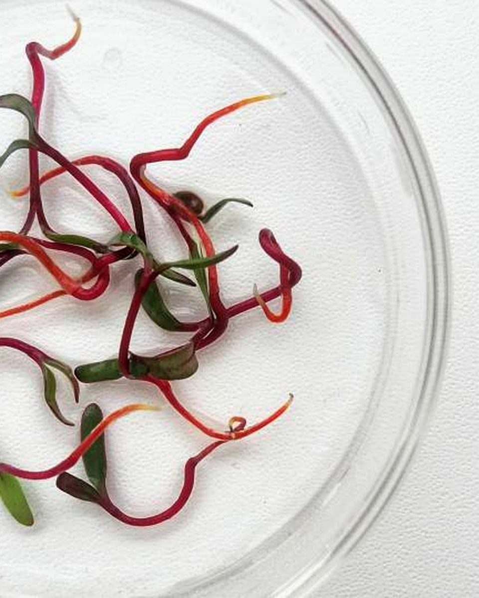 Microgreens de betabel o remolacha con tallos rojo intenso