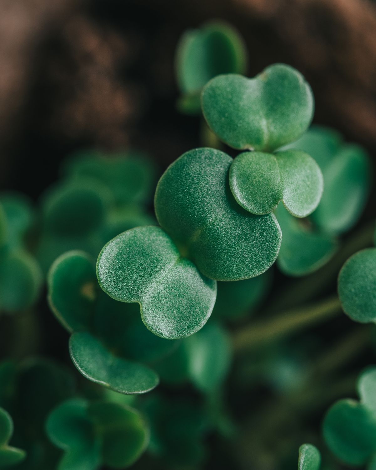 Microgreens de brócoli verdes y tupidos