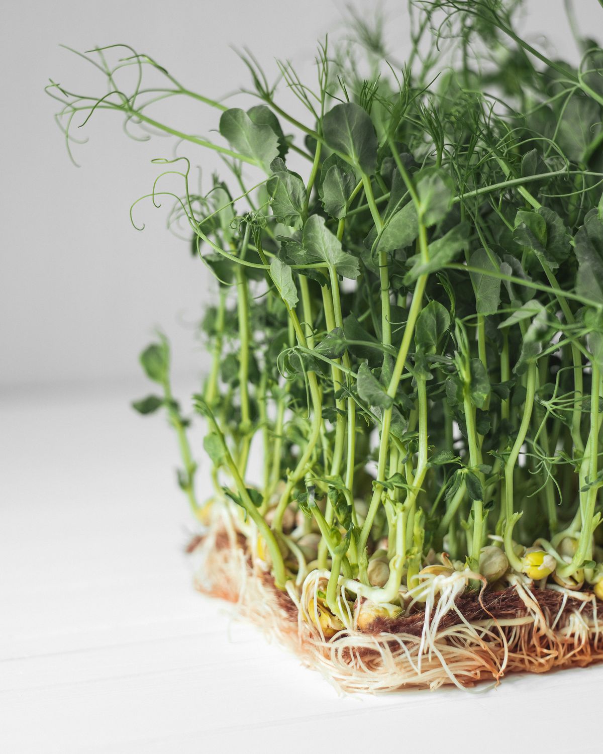 Microgreens de chícharo o guisante con zarcillos tiernos