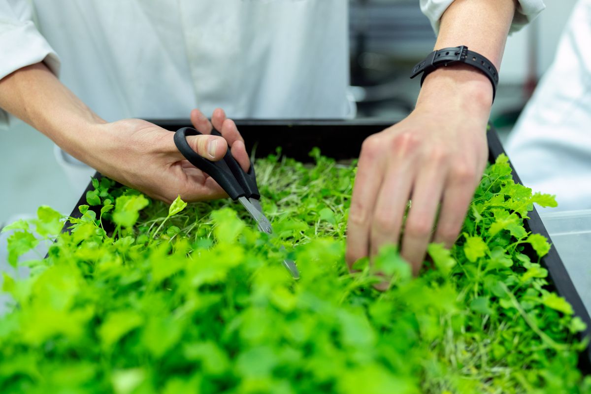 Manos cosechando microgreens con tijeras sobre la charola