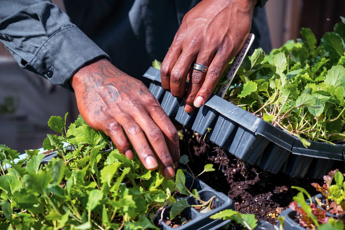 Persona cuidando una charola de microgreens en casa