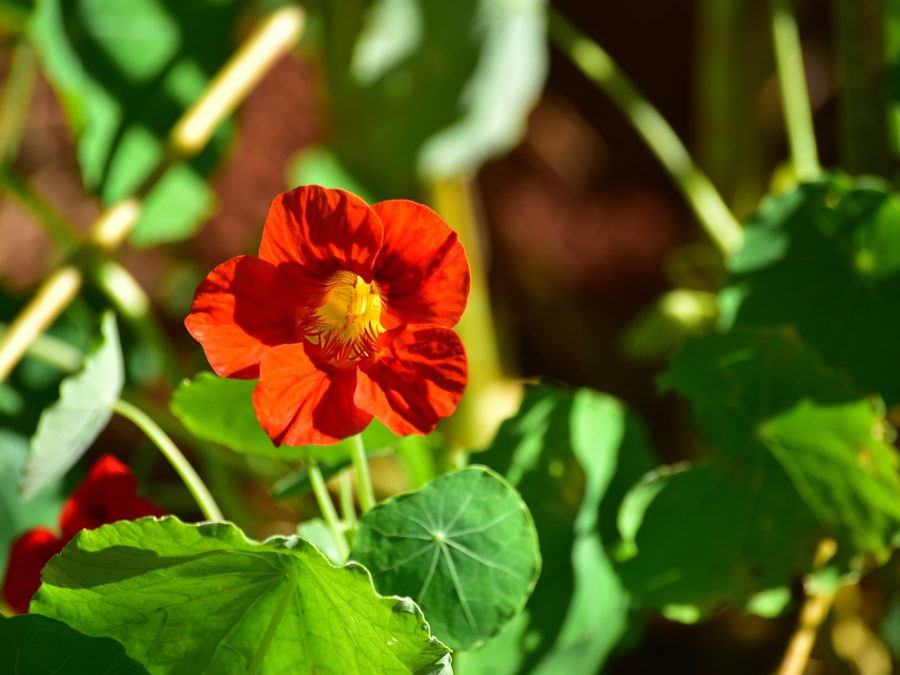 Flor de capuchina naranja en la planta