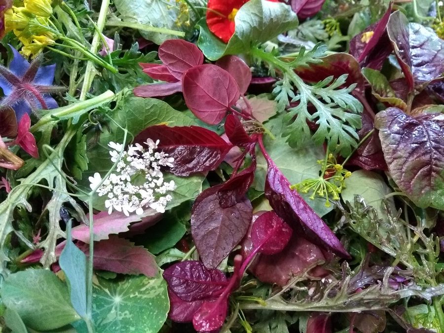 Mezcla de hojas tiernas y flores comestibles