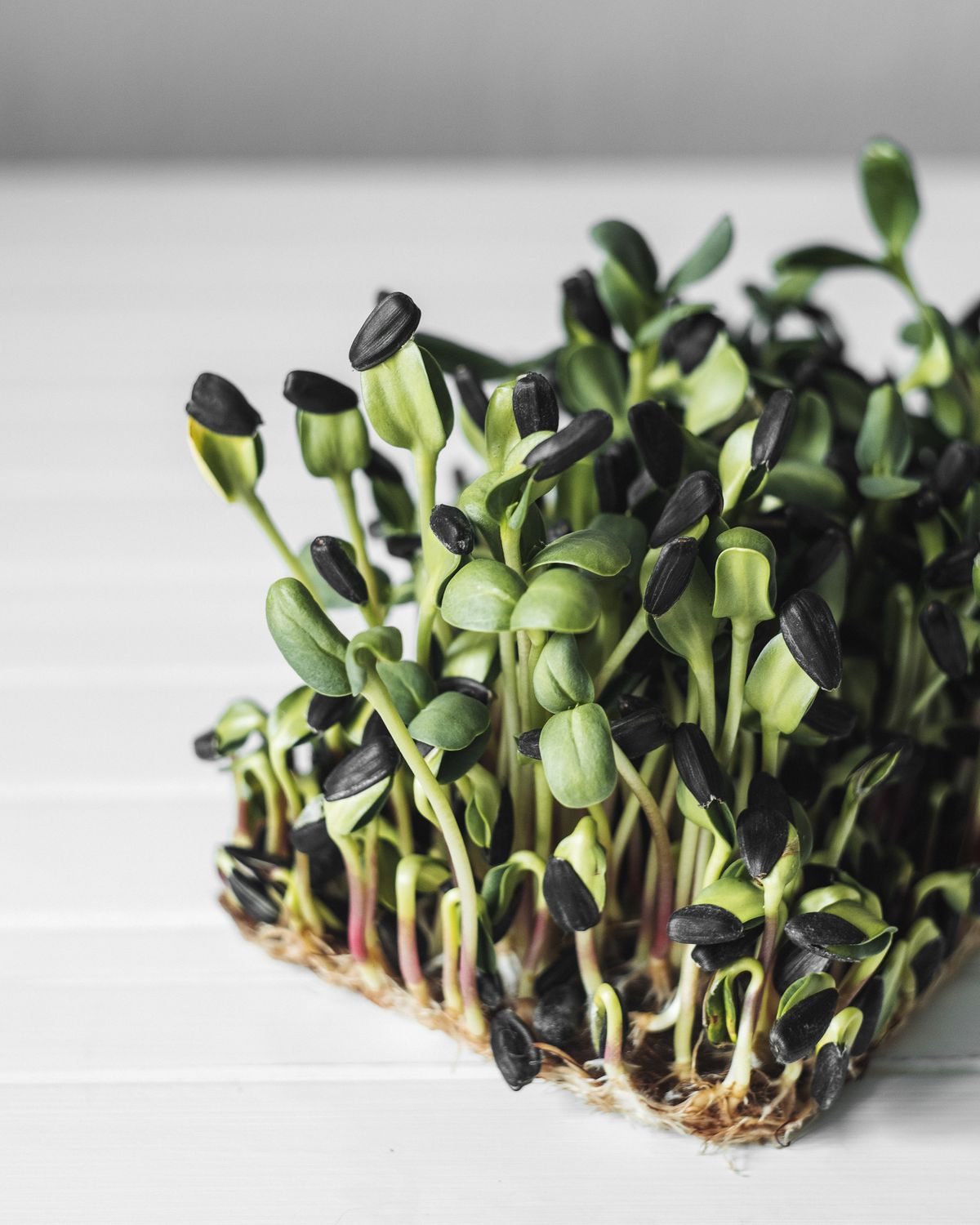 Microgreens de girasol con hojas grandes y crujientes