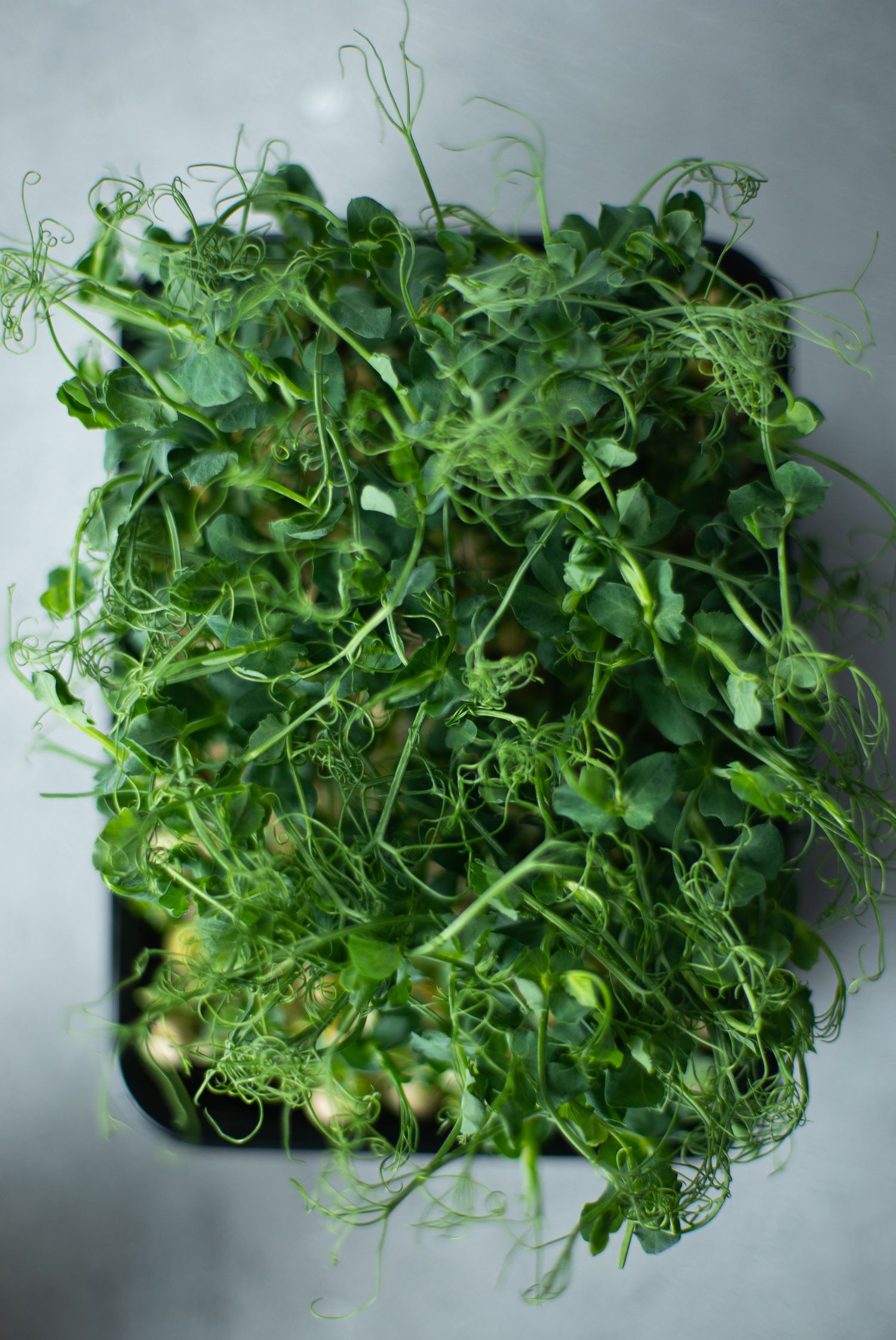 Charola de microgreens verdes y densos recién cultivados, vista de cerca