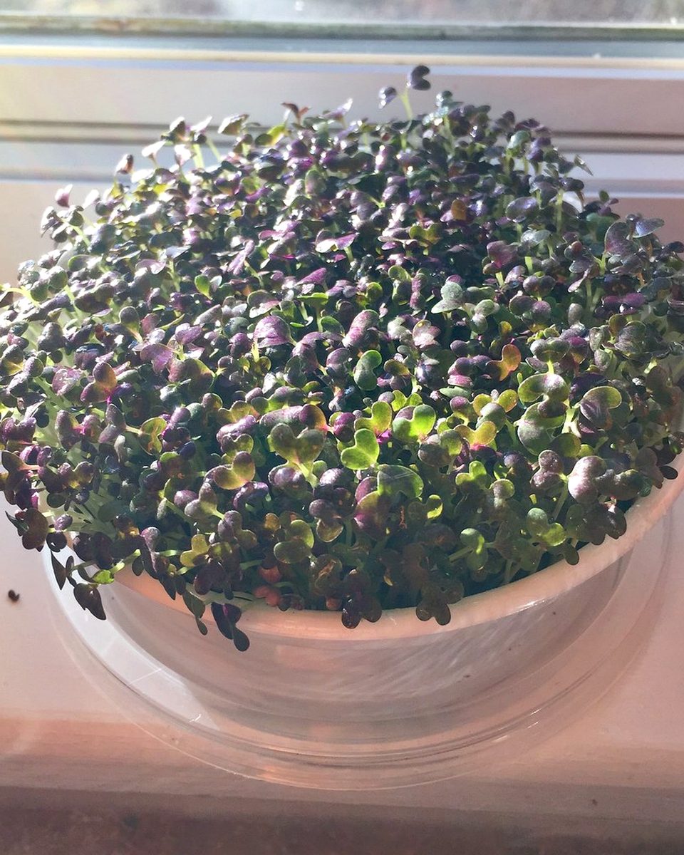 Microgreens de mostaza morada en un tazón recién cosechados