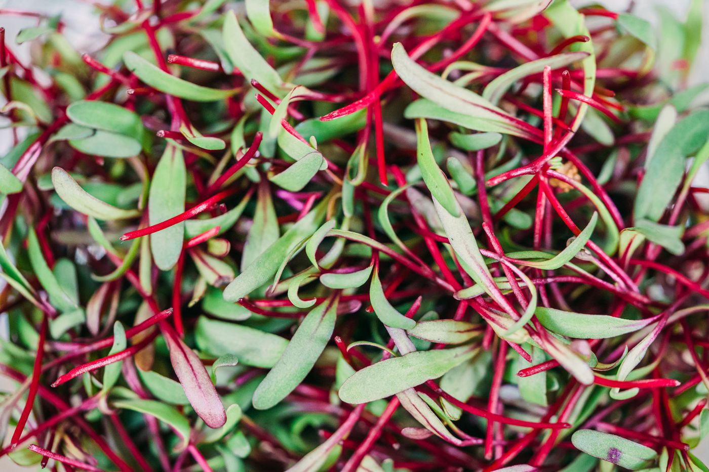 Mezcla colorida de microgreens nutritivos recién cosechados, rica en vitaminas y antioxidantes