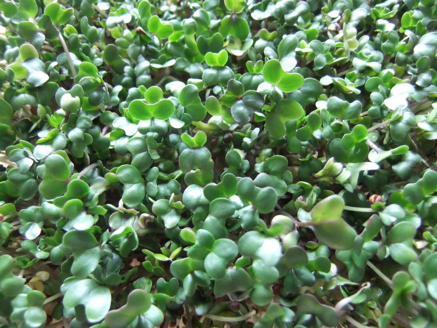 Germinados de brócoli listos, con tallos blancos finos y cotiledones verdes