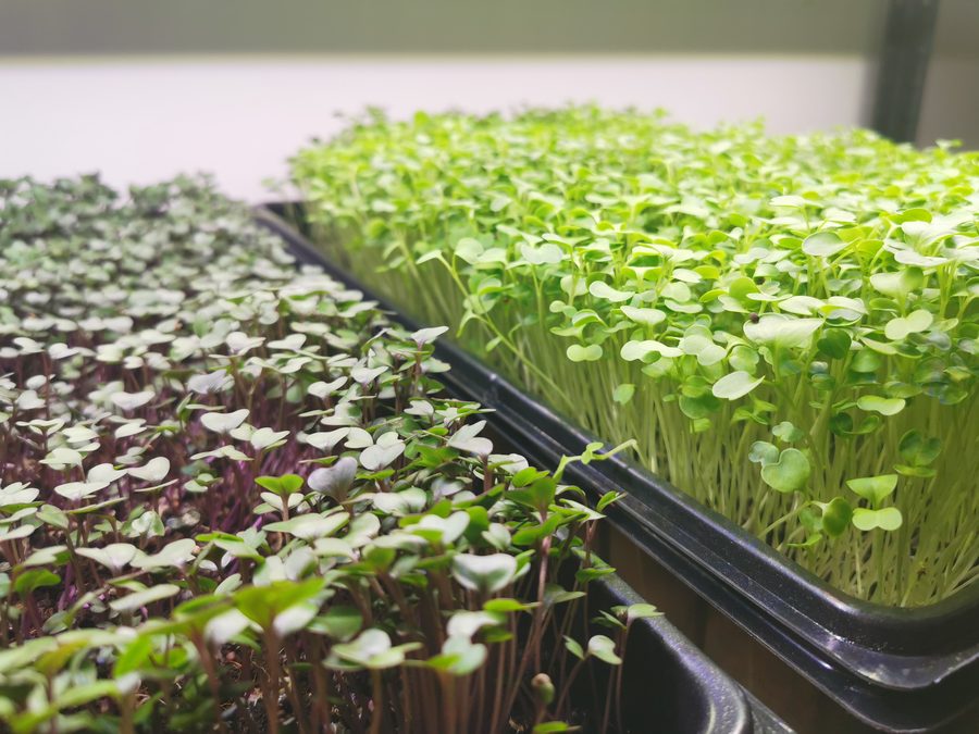 Charolas de microgreens de brócoli y rábano