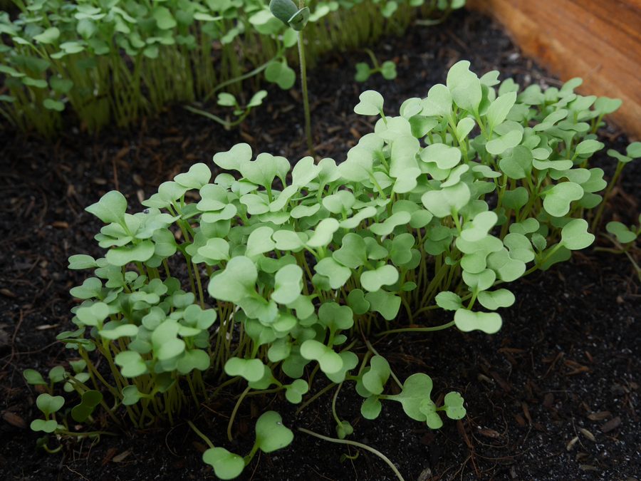 Charola de microgreens a las dos semanas