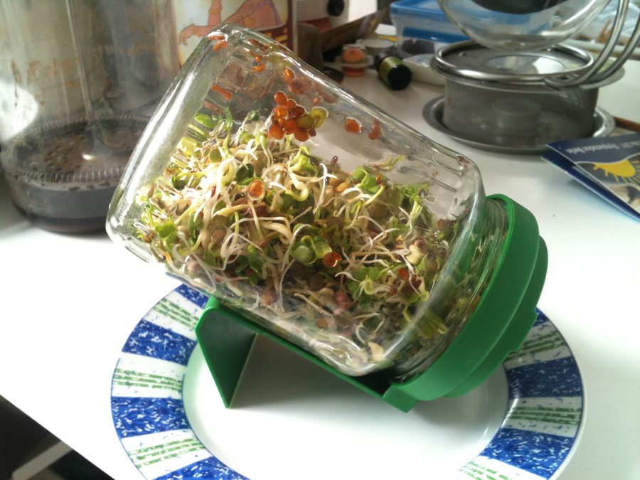 Frasco germinador de vidrio con malla en la boca