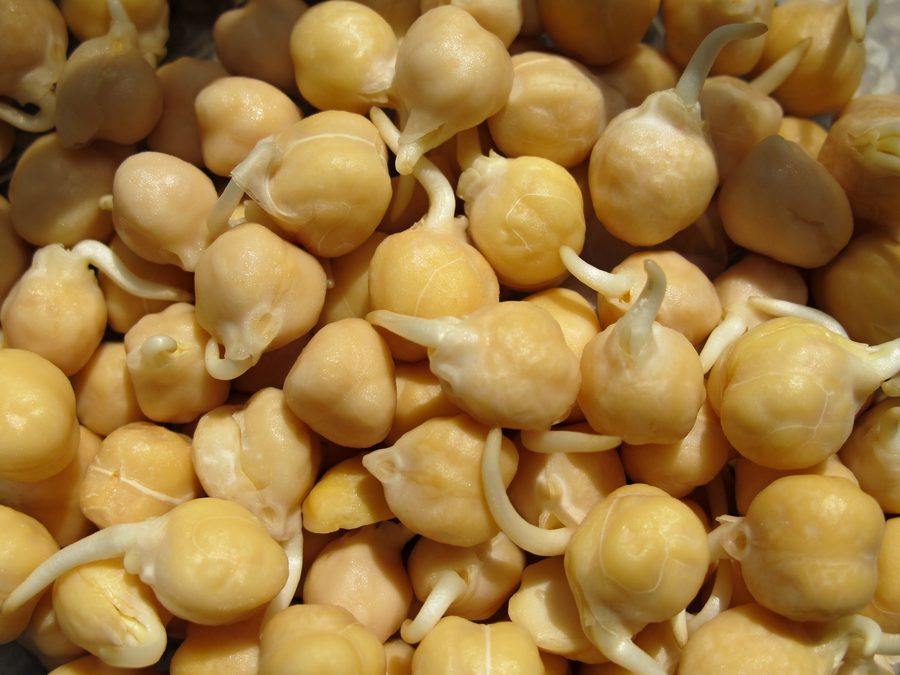 Garbanzos germinados escurridos y listos para cocinar