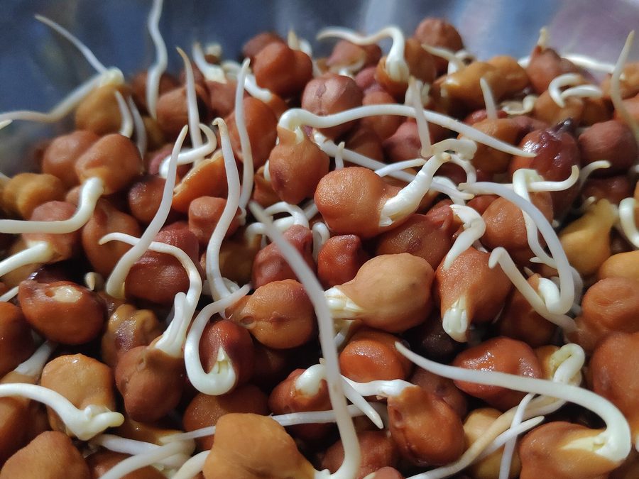 Garbanzos con brote de medio centímetro recién germinados