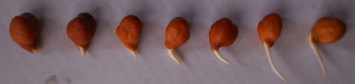 Etapas del garbanzo: seco, remojado y germinado con brote