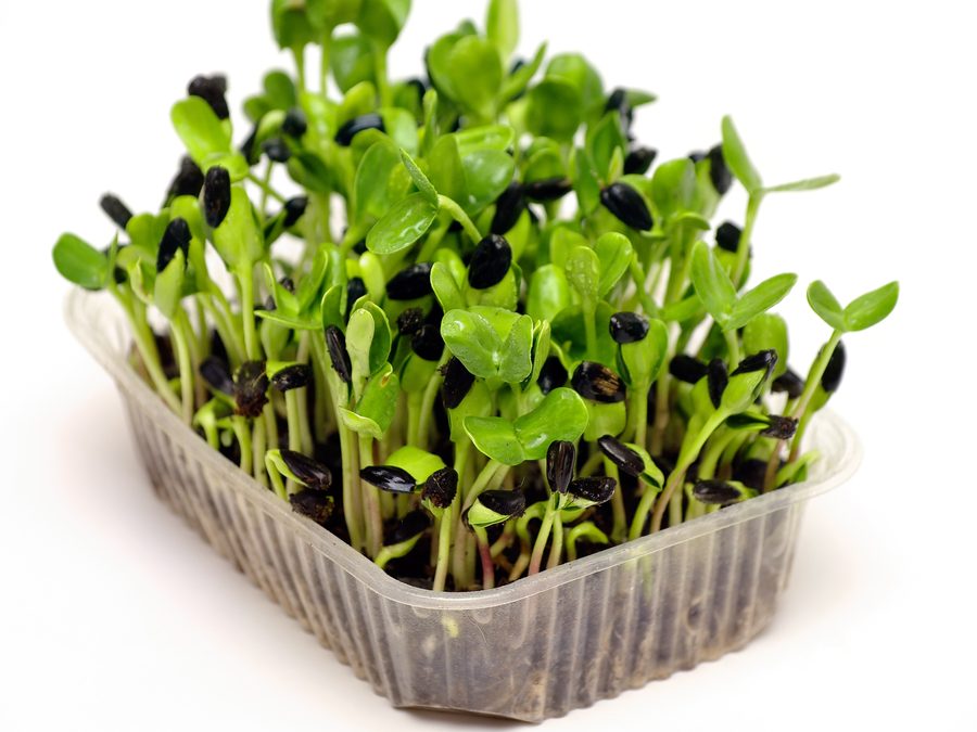 Charola de microgreens de girasol