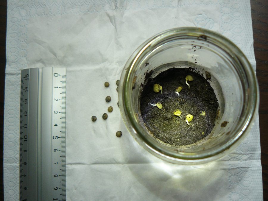 Lentejas al segundo día de germinación con brote incipiente