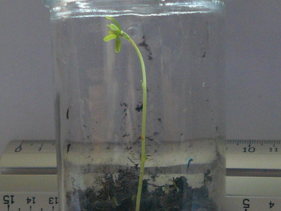 Lentejas germinadas a los nueve días con hojas verdes