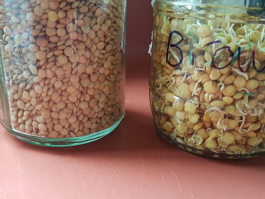 Frascos de vidrio con lentejas germinando