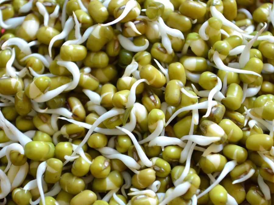 Detalle de germinados blancos con raicillas finas