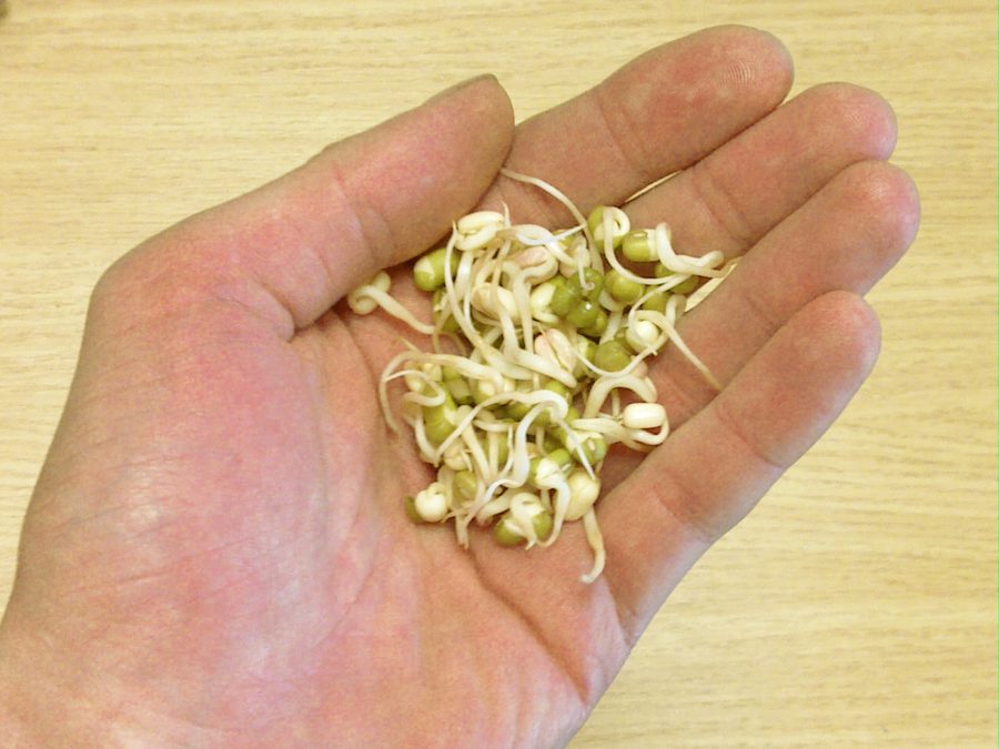 Puñado de germinados blancos recién cosechados en la mano