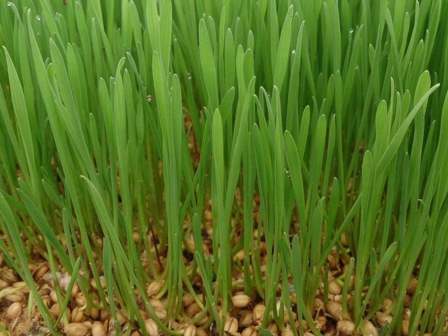 Charola de pasto de trigo denso listo para cortar