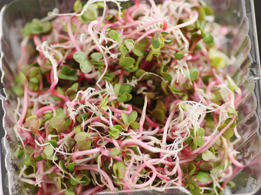 Microgreens de rábano con tallos rosados