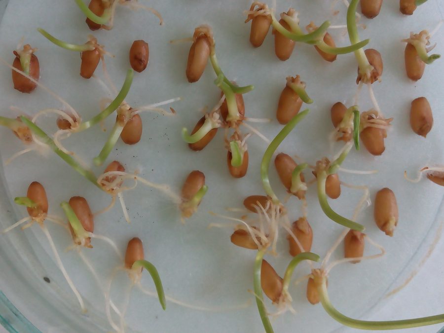 Semillas de trigo germinando con raíz blanca