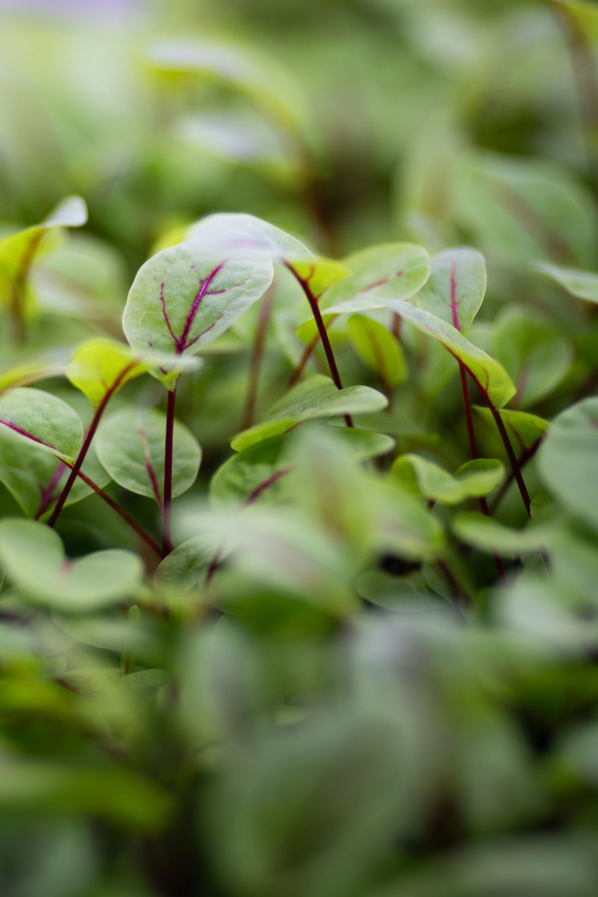 Mezcla colorida de microgreens ricos en vitaminas y carotenoides