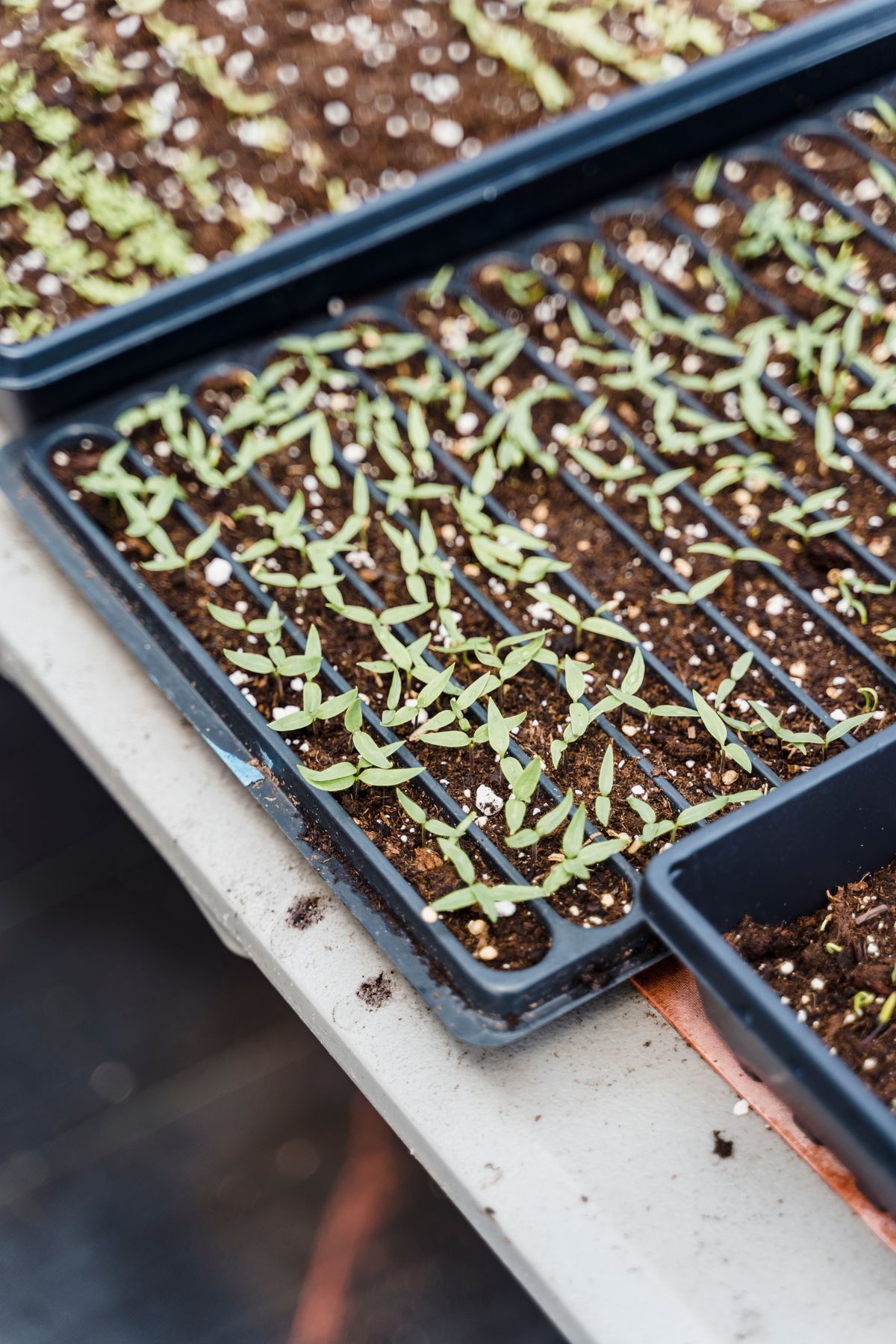 Comparación entre microgreens cultivados en sustrato y germinados en agua