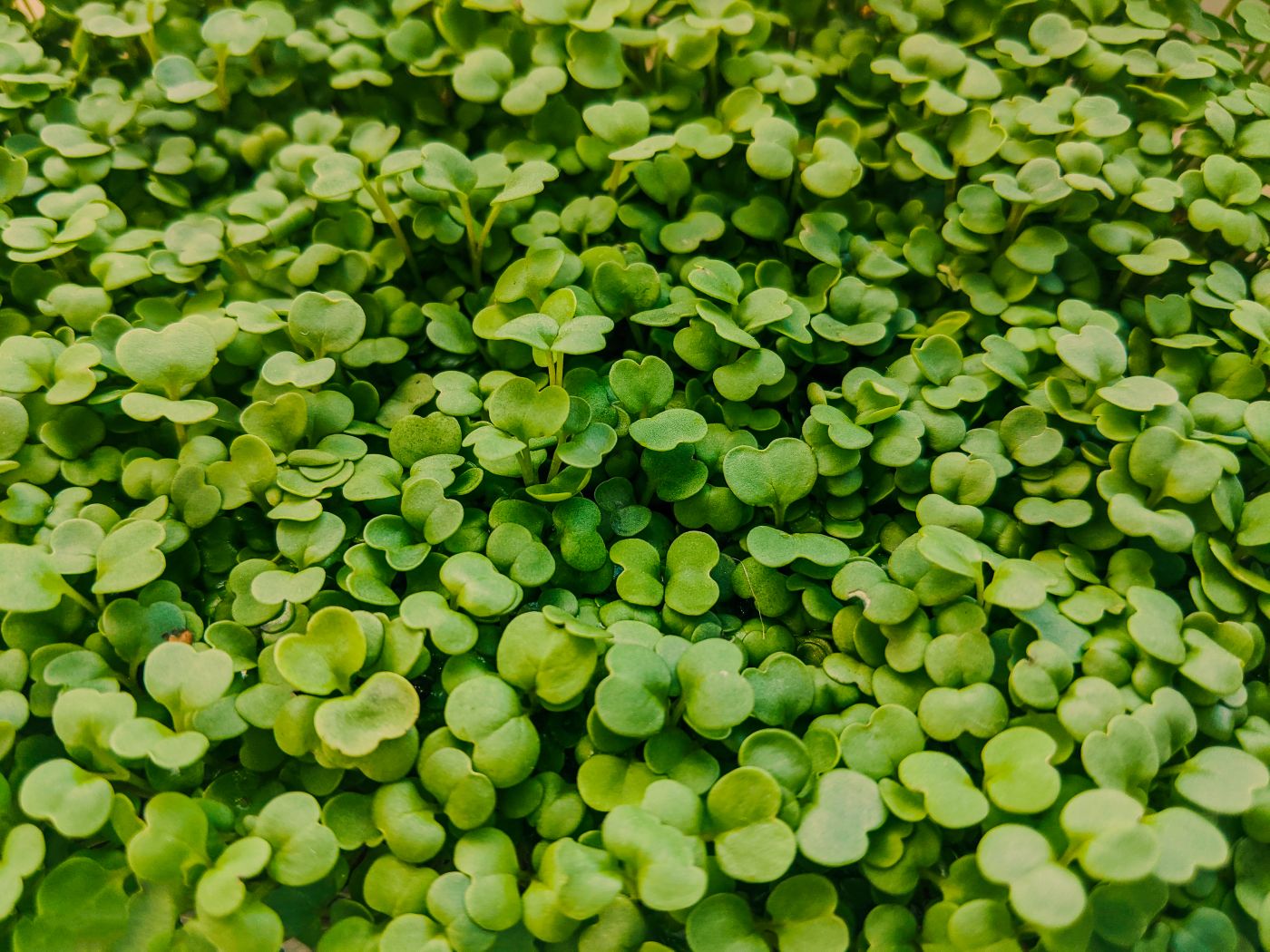 Plántulas de microgreens vistas de cerca, con cotiledones verdes y tallos finos