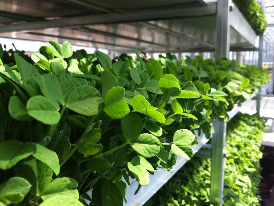 Charolas de microgreens apiladas en estantes metálicos